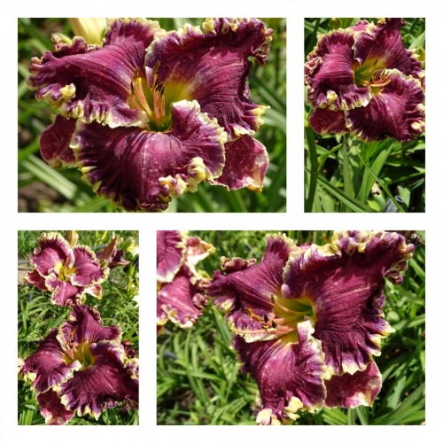 ������������� ������ ������ �������