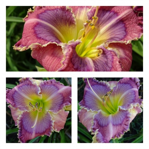 ������������� ���� ������ �������