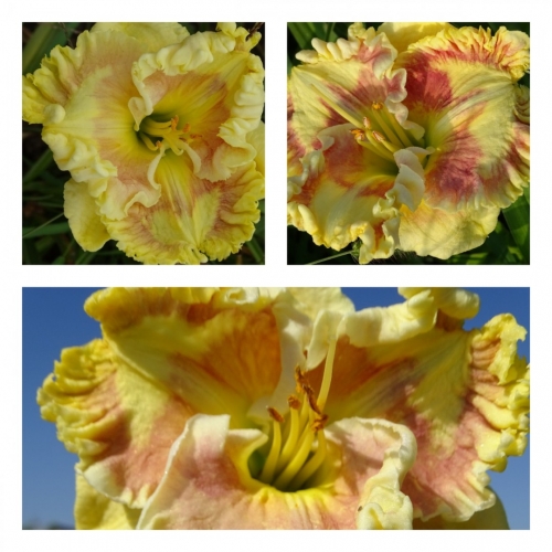 ��� ������ �����