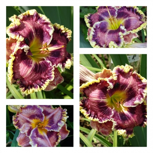 ϳ��� ��� �������