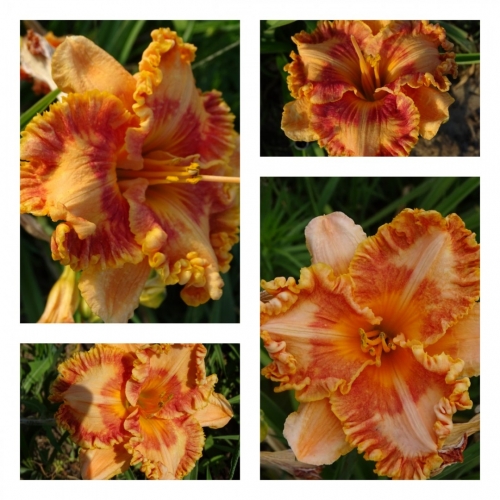 ���������� ������ �������