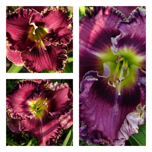 ͳ� �������� ������ �������