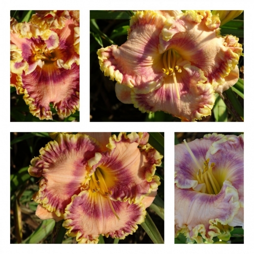 � ���� ������ ����� ������ �������