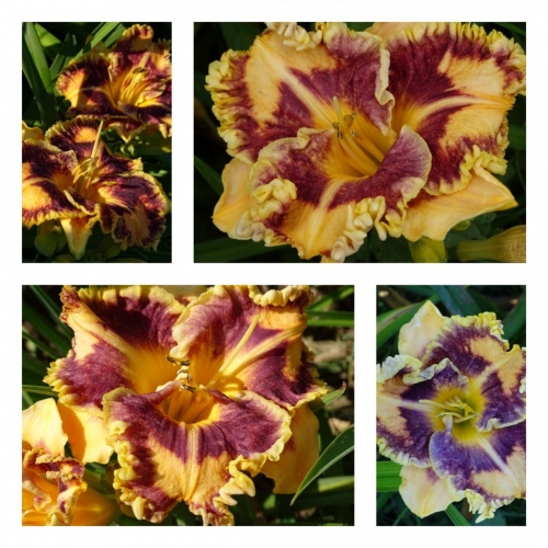 �������� ����� ������ �������