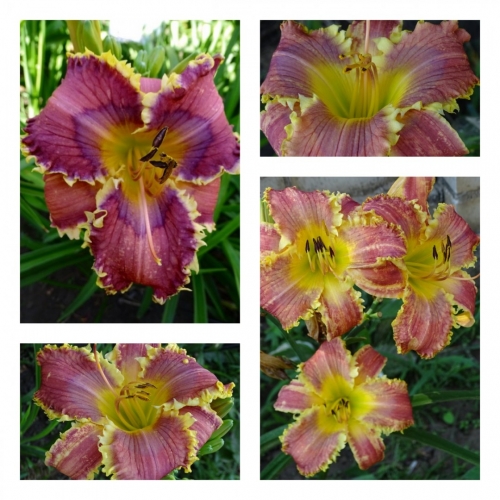 ������ ��������