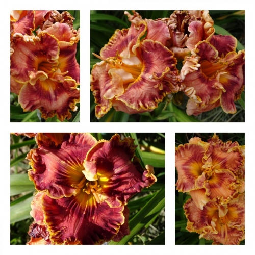 ����� �������