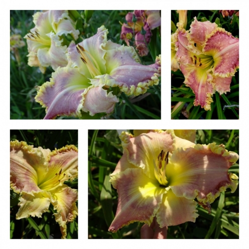 ���������� � ������