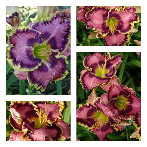 �������� �������