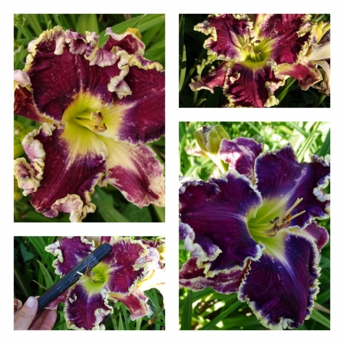 ������������ ������� - Black Sea Fortune ������ �������