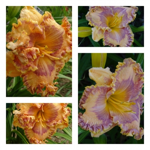 ��������� ����� - Sol Invictus