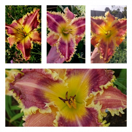 ������������� ������ ������ �������