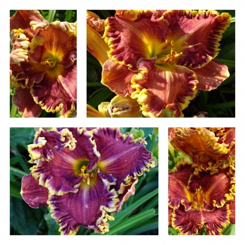 ��������� ������ ������ �������