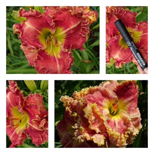 ������ ������ ������ �������