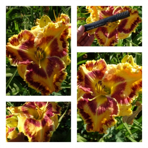 ������� ������ �������