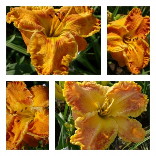 �������� ������