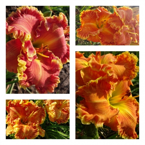 �����'������ ������ �������