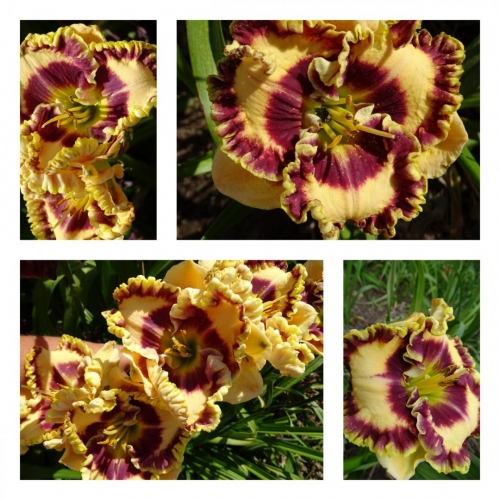 ���������� ������ �������