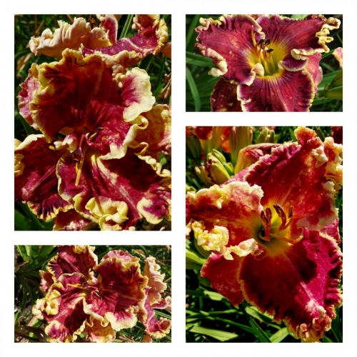 �����'� �������