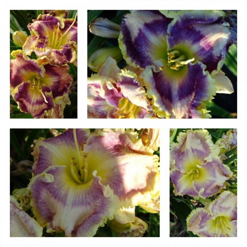 ͳ����� ������ �������