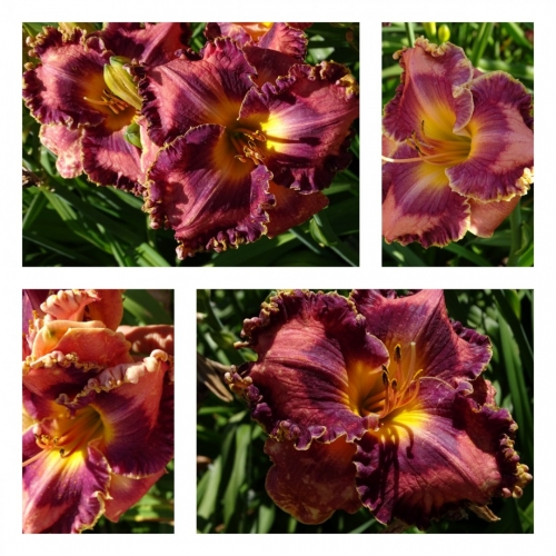 ������ ����