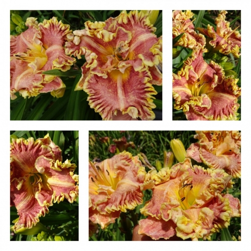 ĳ���� ���������