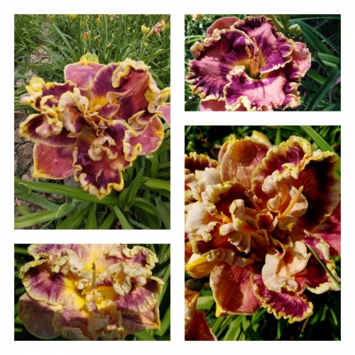 ������ ������ �������