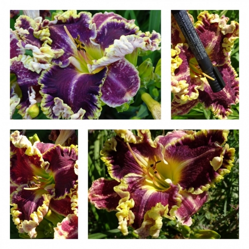 Ukrainian Age of Rising ������ �������