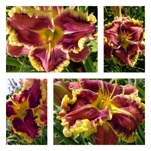 ���� ���� ������ �������