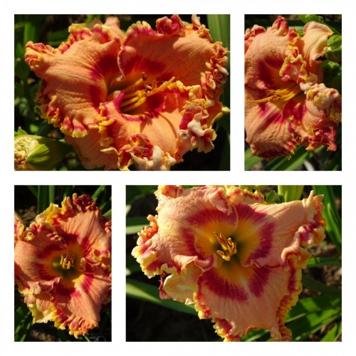 ���������� ������ ������ �������