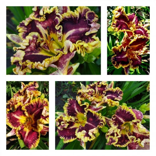 ϳ��� ϳ���� ( ����� ������)