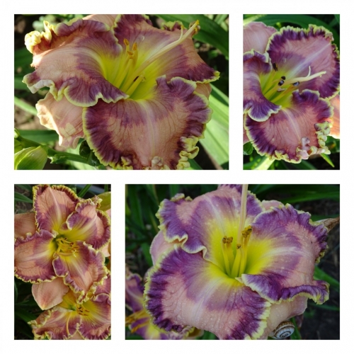 ������� ��� ������ �������