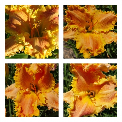 Bass Gibson  ������ �������