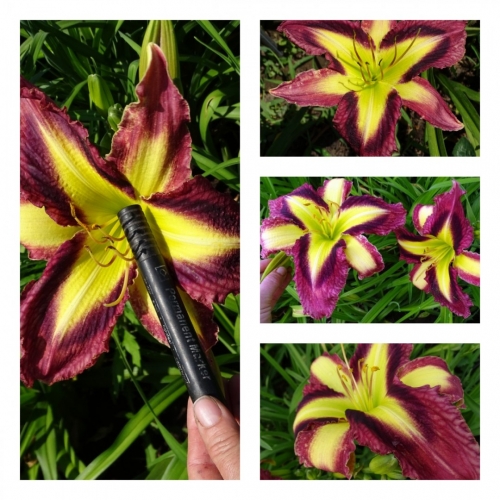 Amethyst Prism  ������ �������