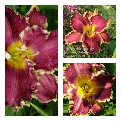 Andrew Darwin Caswell