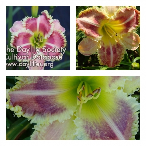 Eyed Alligator ������ �������