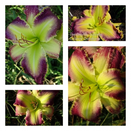 Greenzilla ������ �������