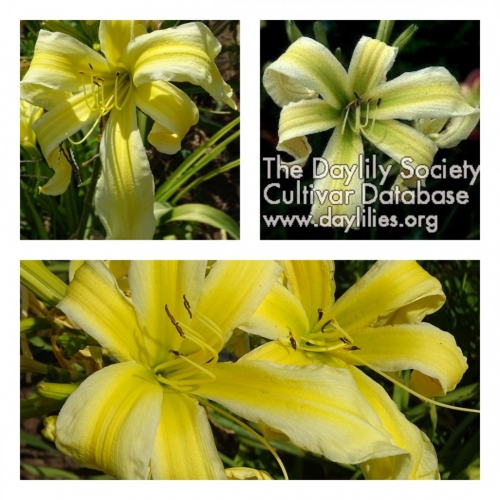 Heavenly Flight of Angels 