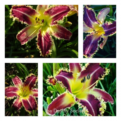 Larry's Twilight Bite ������ �������