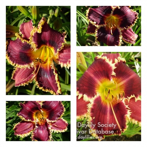 Oklahoma Sand Burr  ������ �������