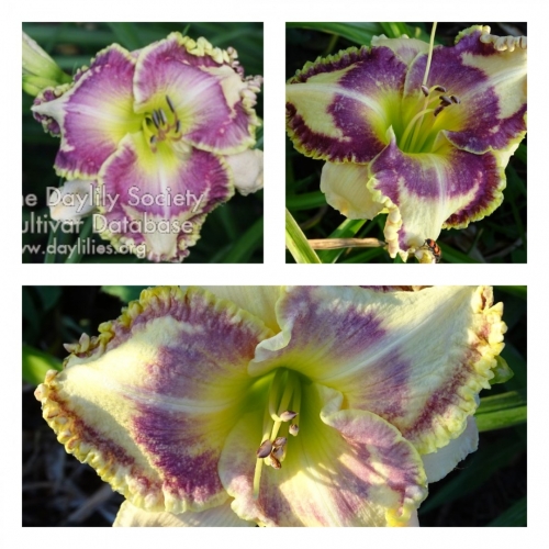 Pizza Pie ������ �������