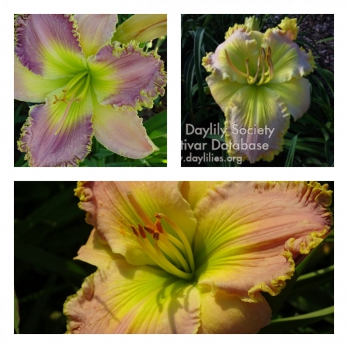 Sassy Sapphire ������ �������