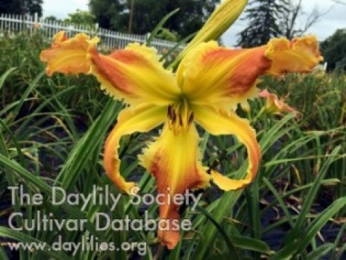 Spinosaurus ������ �������