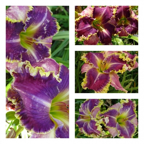 ����� ��������� ����