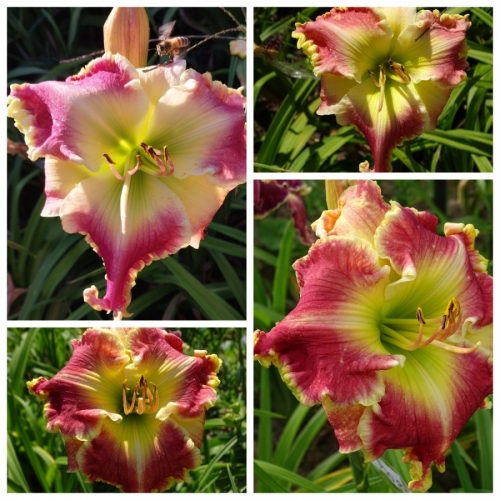 ³����� ��������