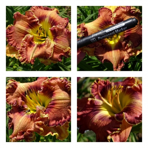 ����������� ���