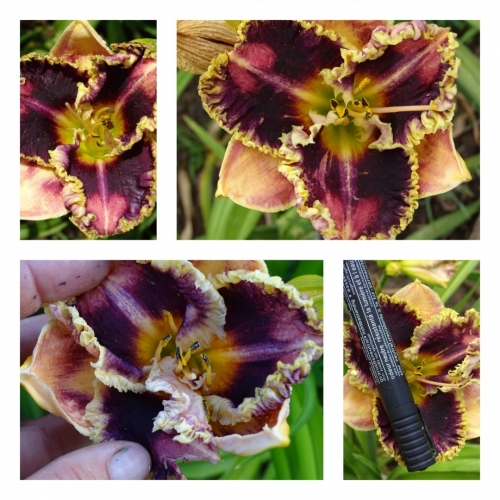 ³������� ����