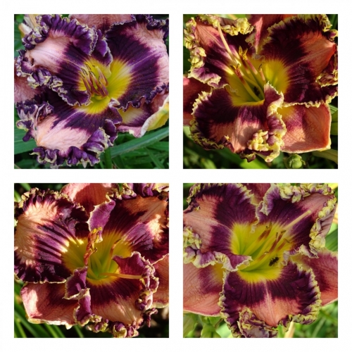 ����� ǳ��� ������