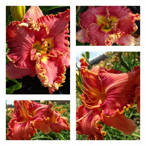 ������� �����