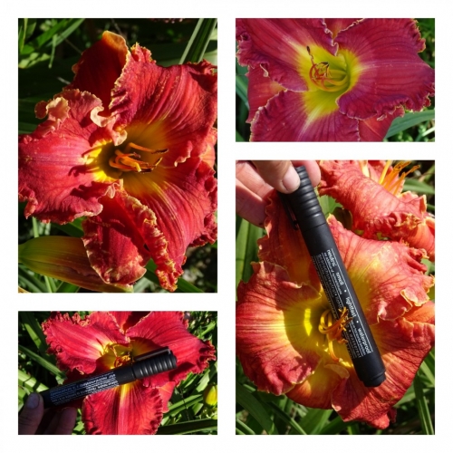 ������� �����