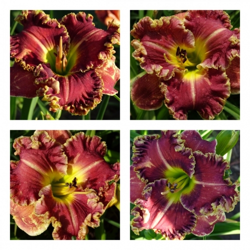 �������� ����